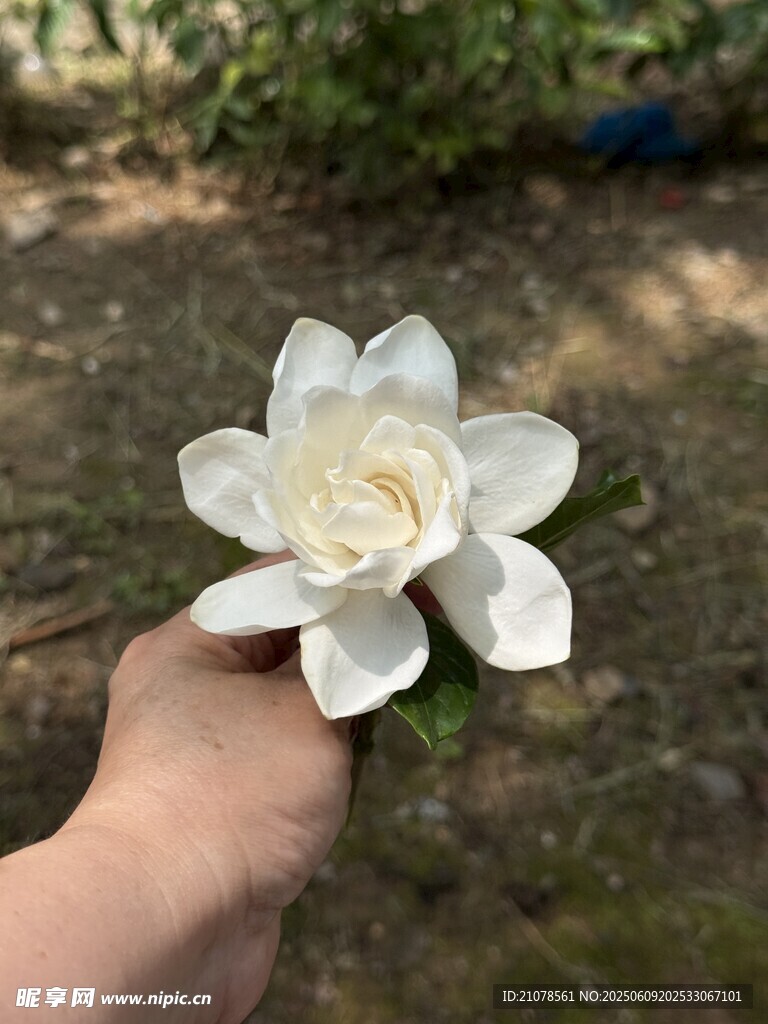 手捧洁白栀子花