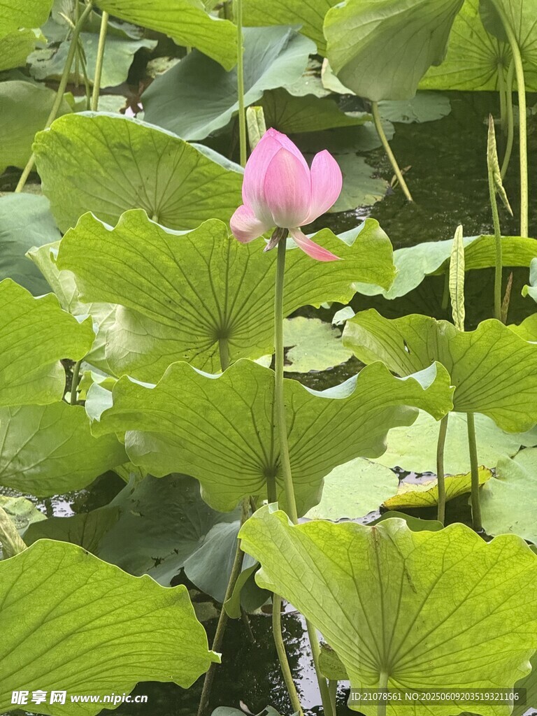 粉色荷花绽放于绿叶间