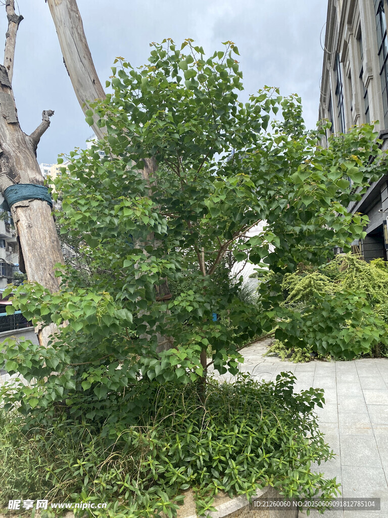 乌桕树