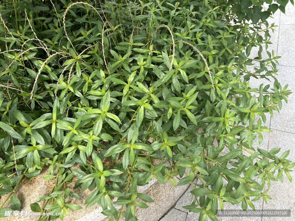 莲子草