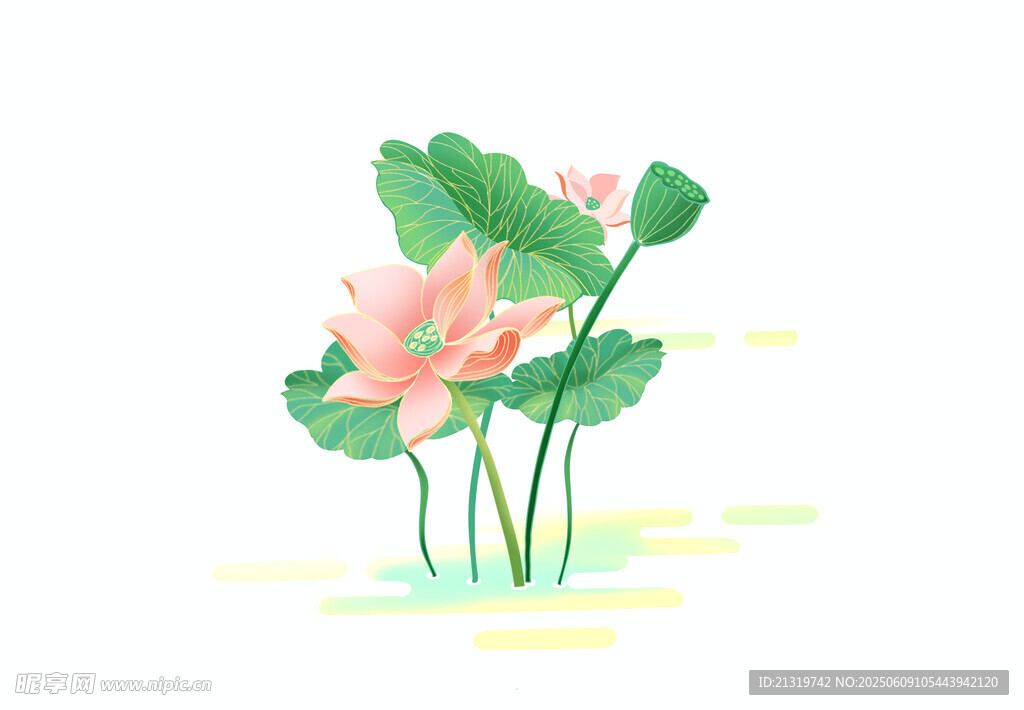 荷花插画