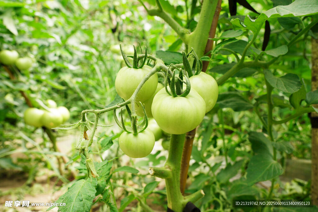 青番茄挂枝 田园清新景象