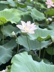 夏日荷花绽放