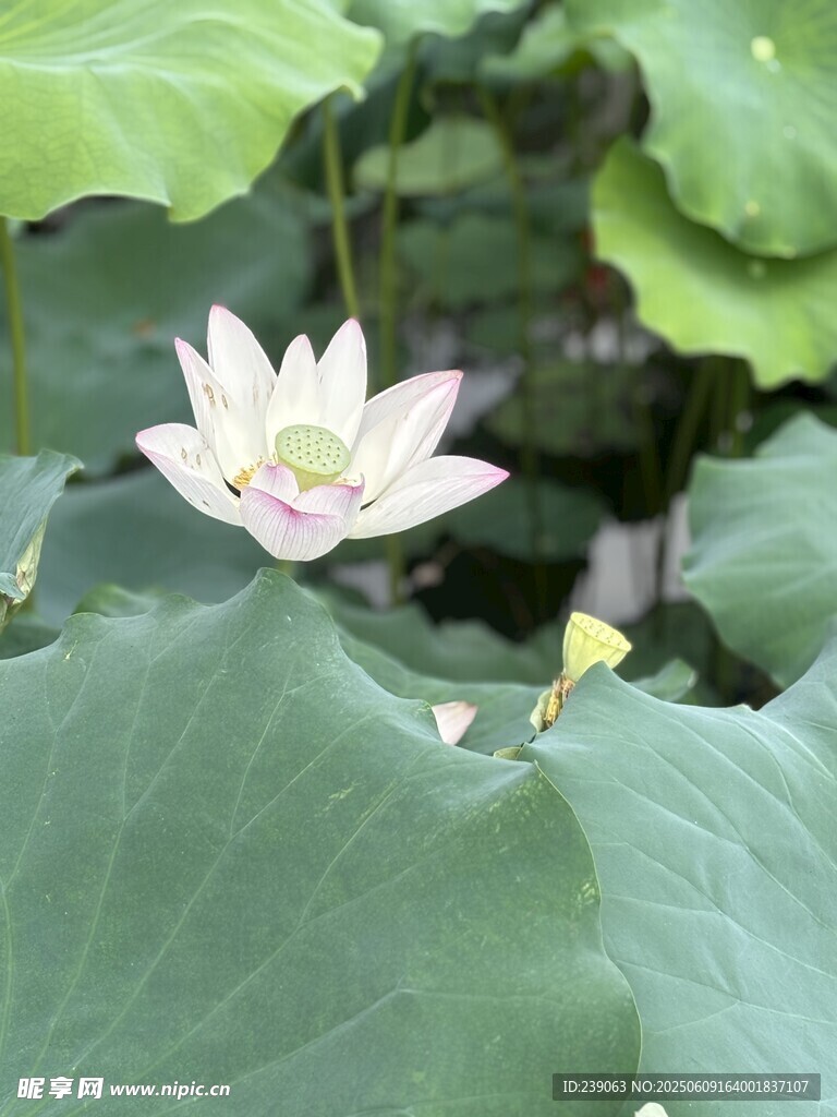 绽放的荷花与翠绿荷叶