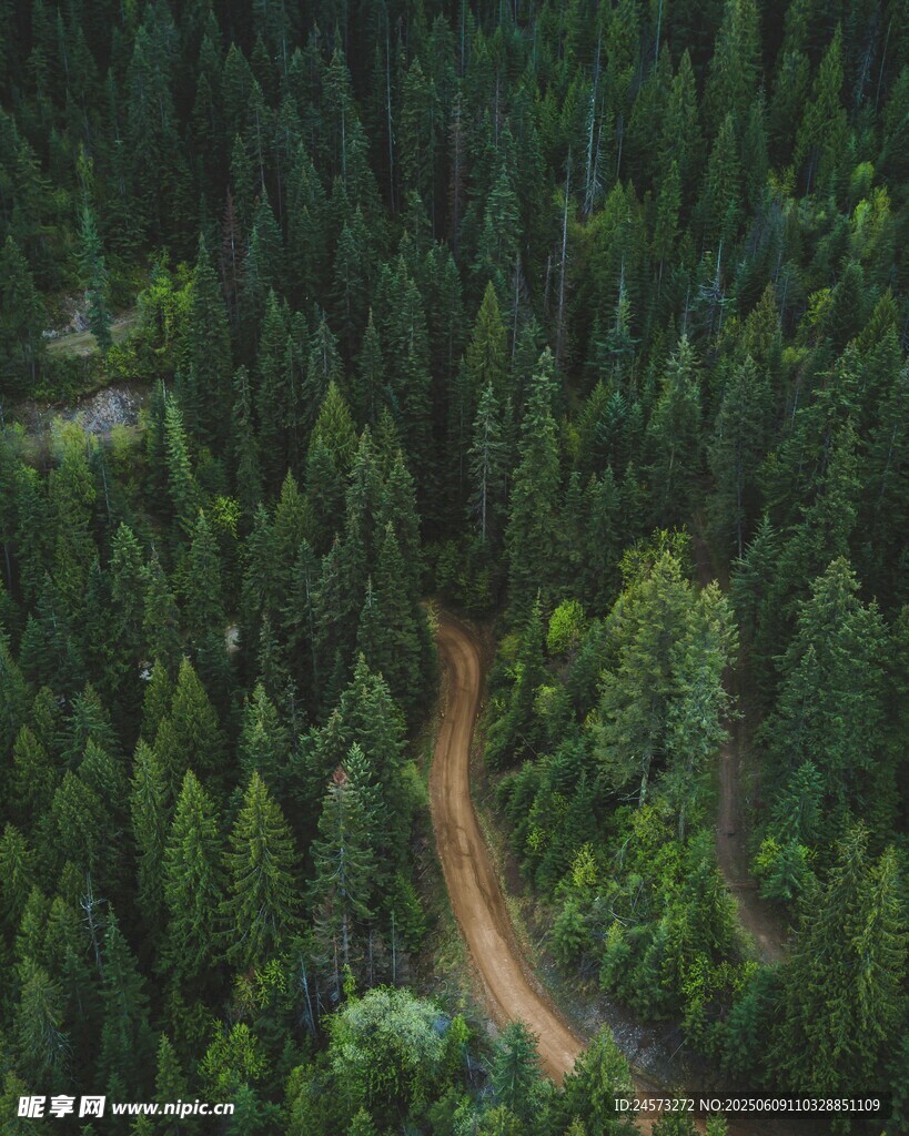森林中的蜿蜒土路