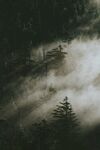 山间云雾缭绕的静谧森林