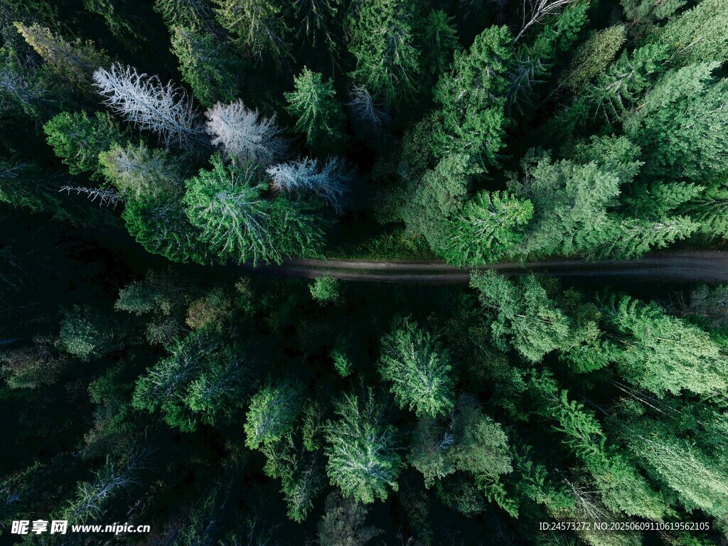 俯瞰茂密森林中的道路