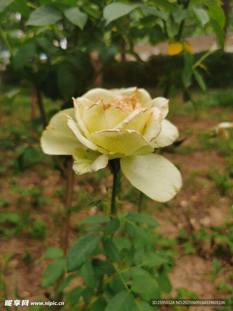 黄玫瑰绽放于绿意间