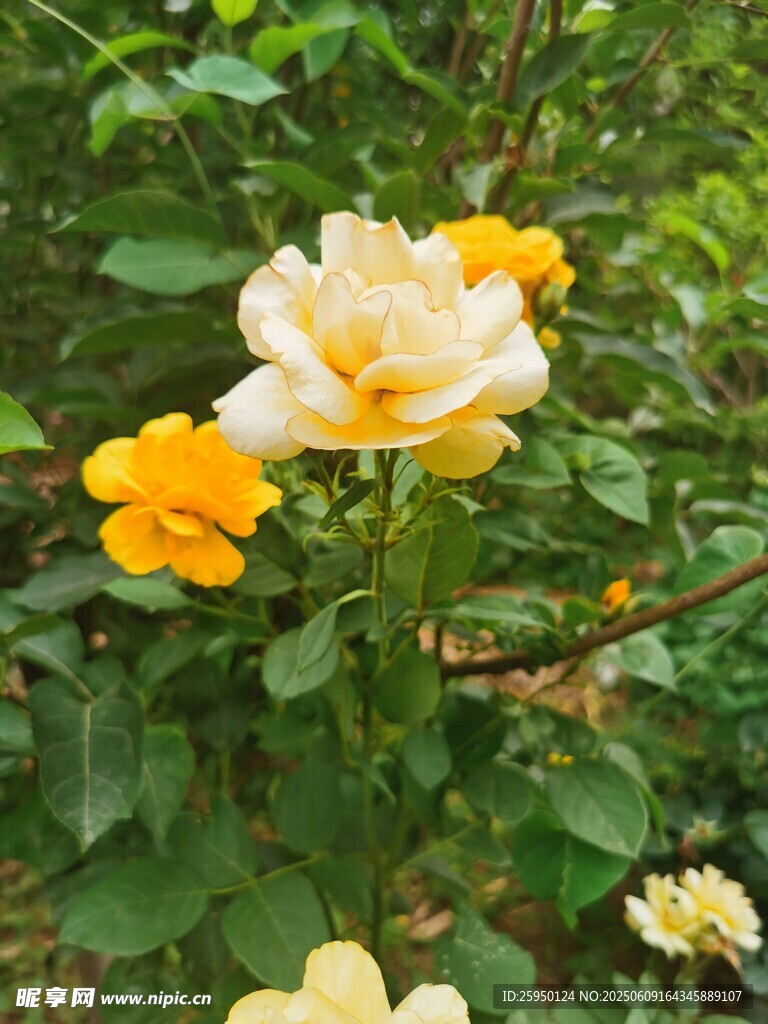黄白相间绽放的娇艳花朵