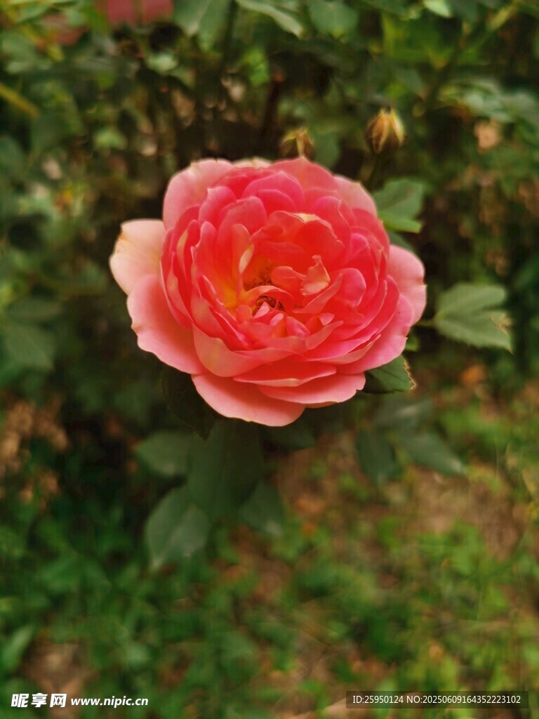 娇艳粉色月季花