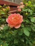 娇艳粉色月季花绽放