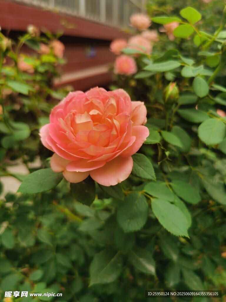 娇艳粉色月季花绽放