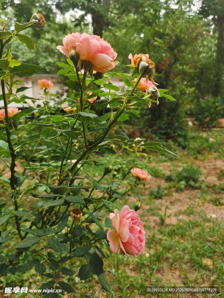 花园中绽放的娇艳玫瑰花