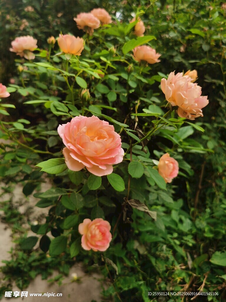 粉色月季花绽放于绿叶间