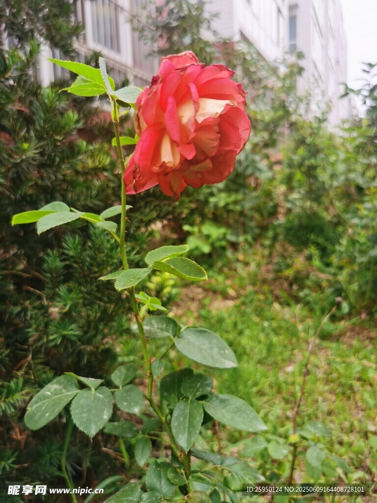 娇艳红玫瑰绽放于绿植间
