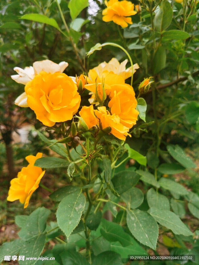 绽放的黄色花朵