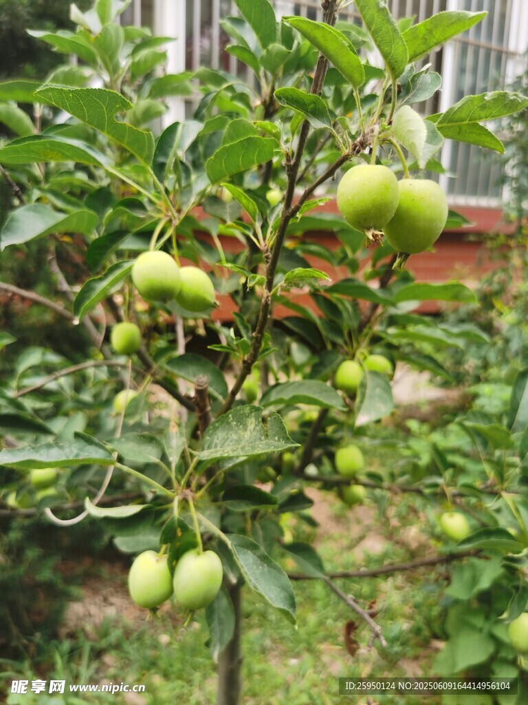 枝头青果累累的果树