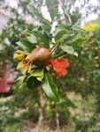 枝头石榴花与果