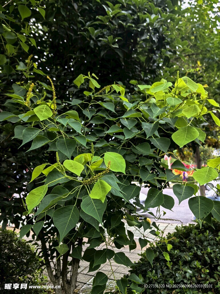 绿叶繁茂的树木景观