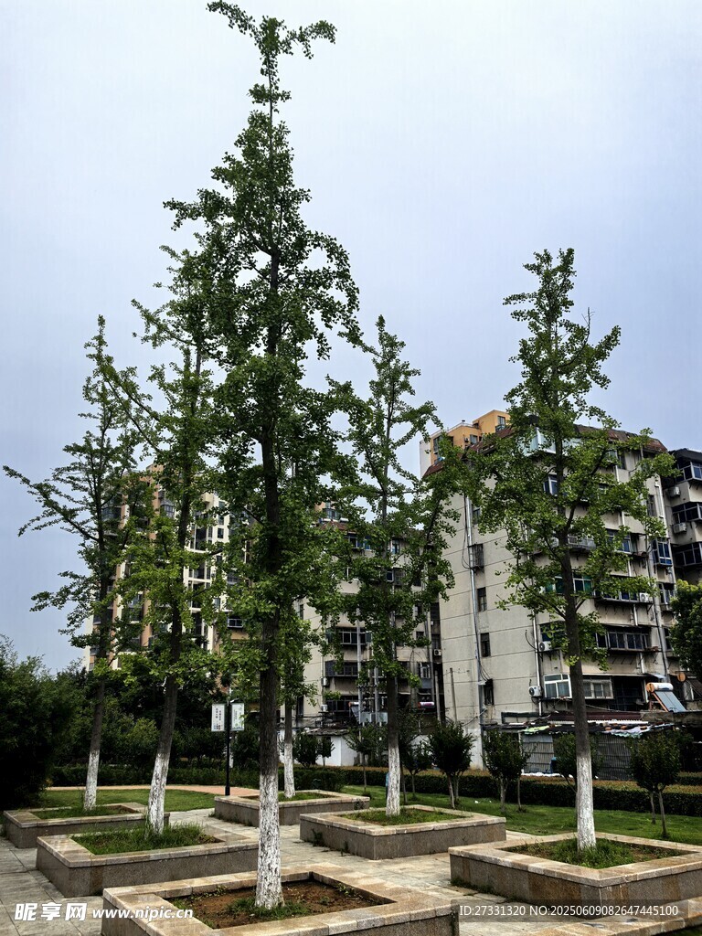 城市中的挺拔树木景观
