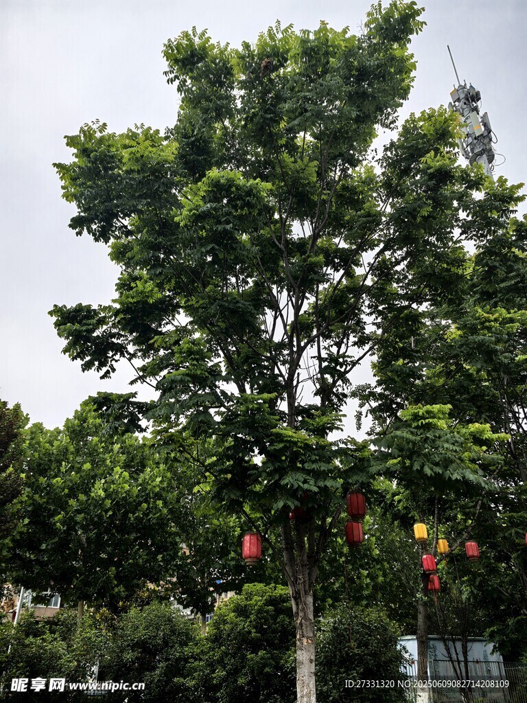 绿叶繁茂的街边树木