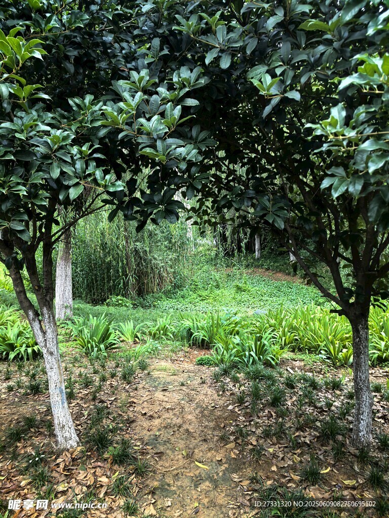 林间小道旁的繁茂绿植