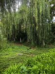 幽静绿意盎然的林间景致