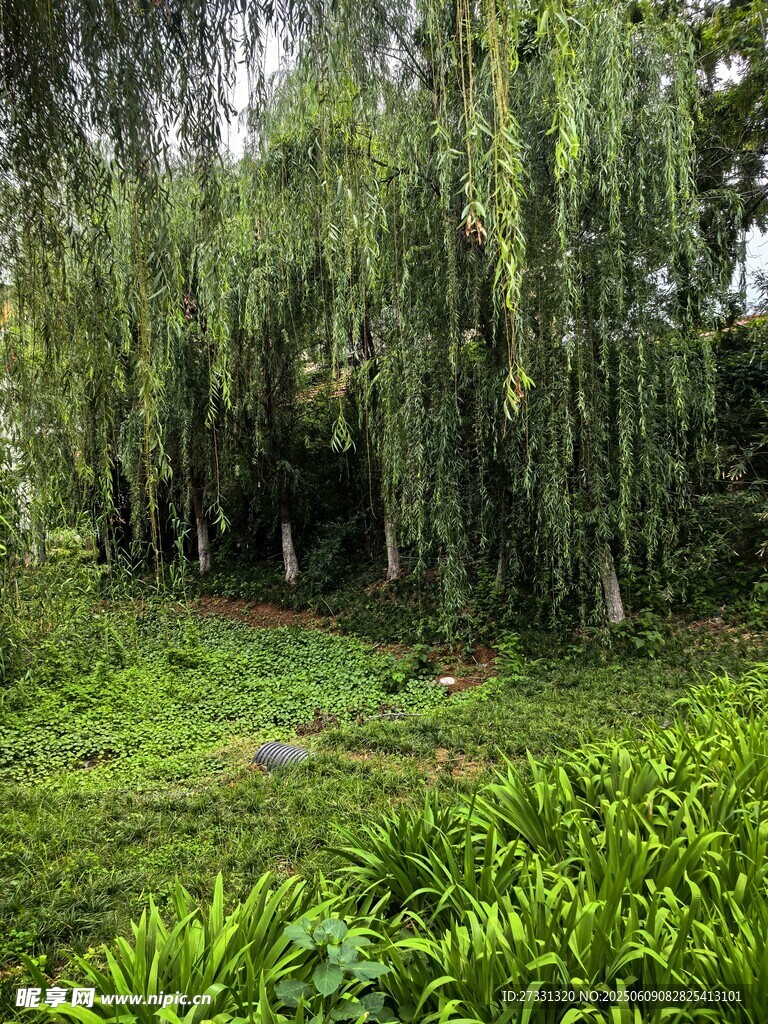 幽静绿意盎然的林间景致