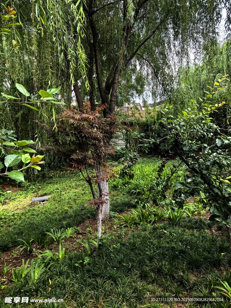 绿意盎然的园林景观