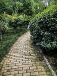 幽静砖径旁的葱郁绿植