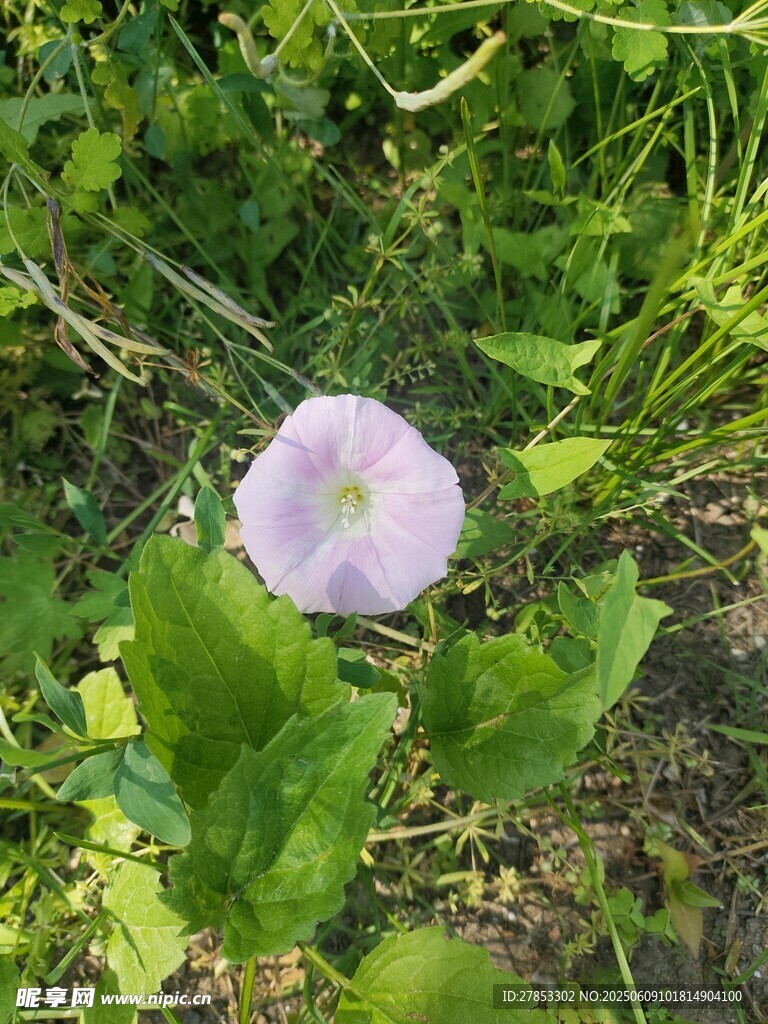 草地上的白色牵牛花