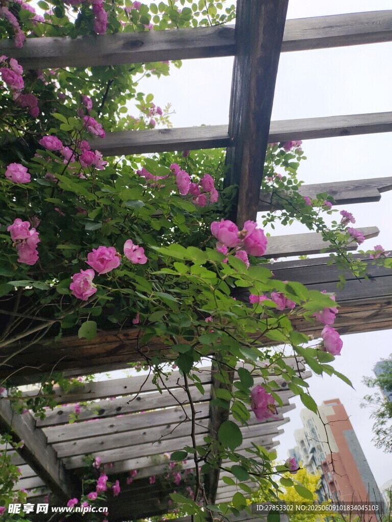 蔷薇攀爬木质花架美景