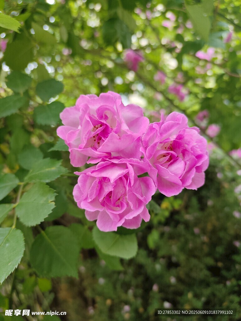 娇艳粉色月季花绽放