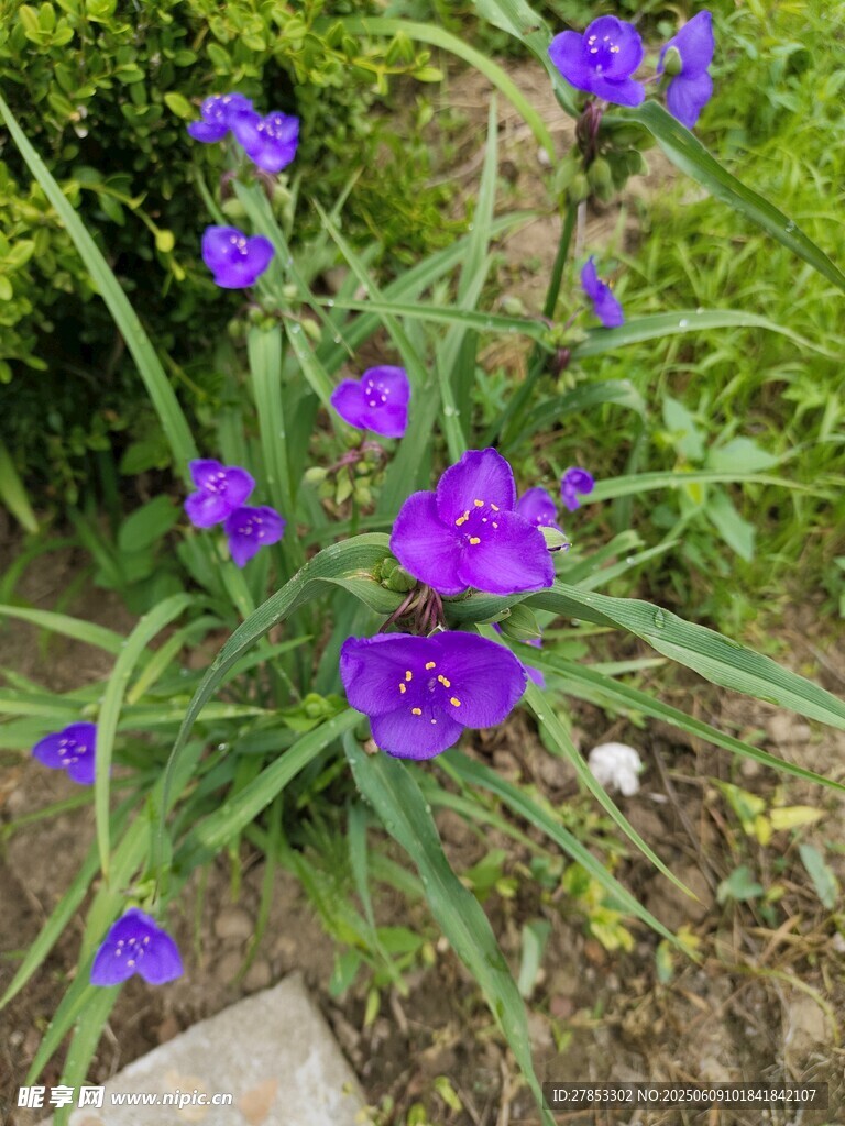 紫色绽放的美丽花卉
