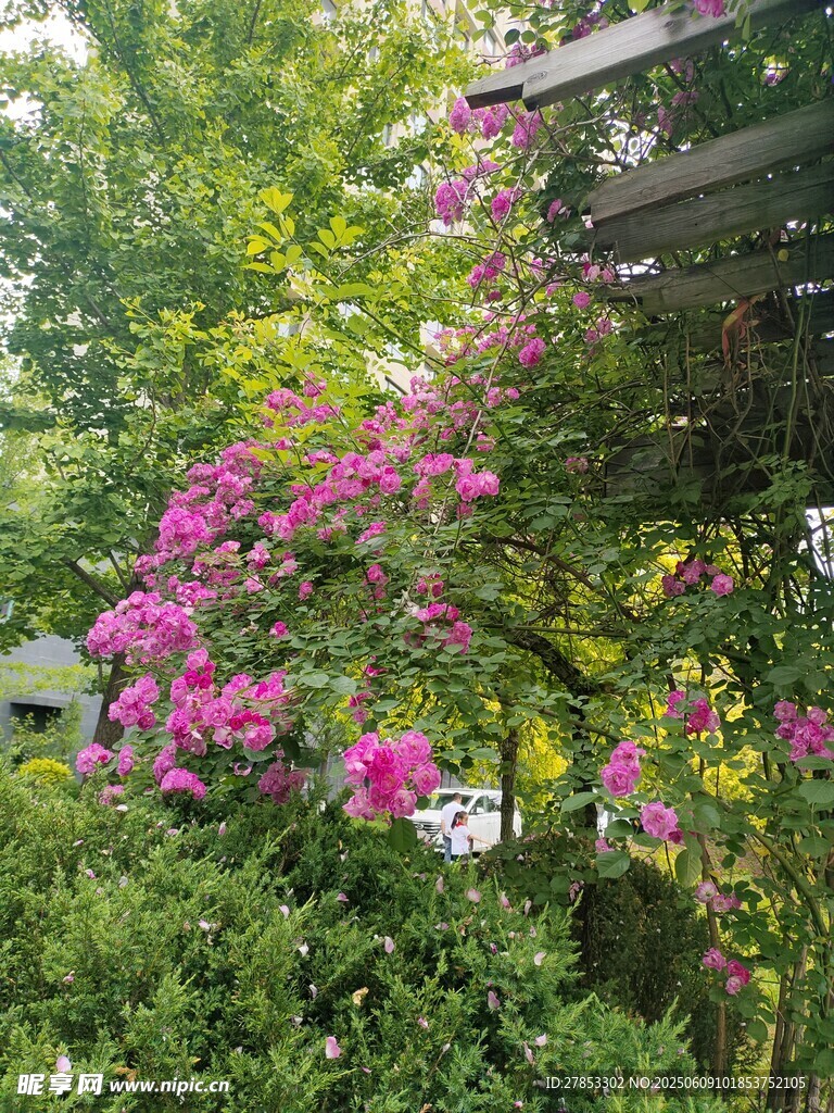 繁花盛开的绿意景致