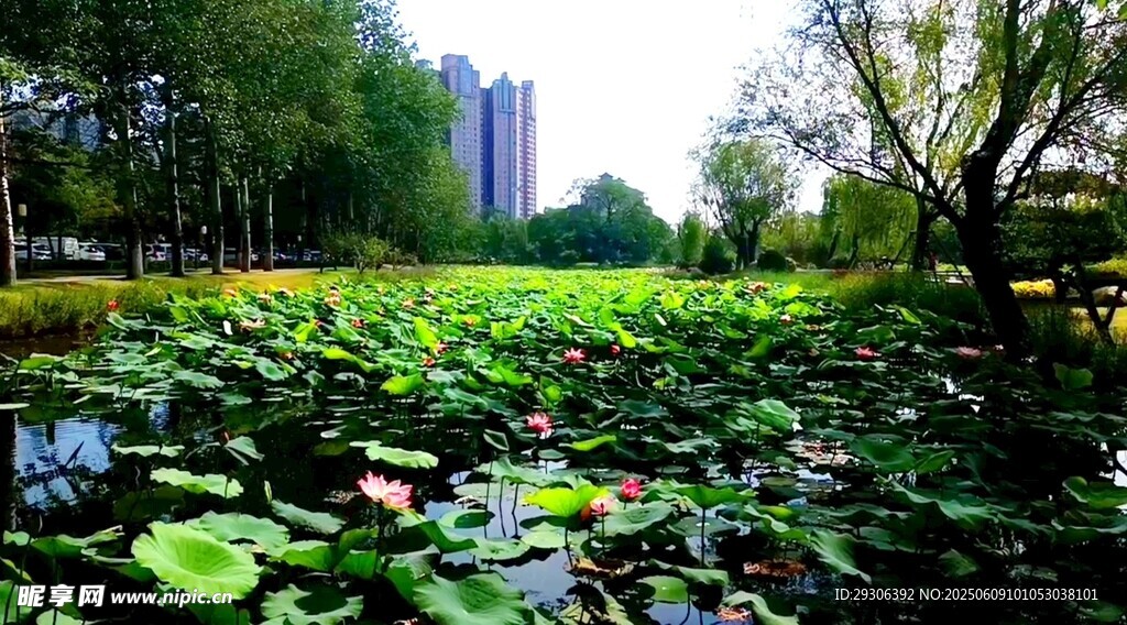 湖畔荷叶景观