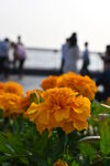 近景艳黄花朵与远景人群