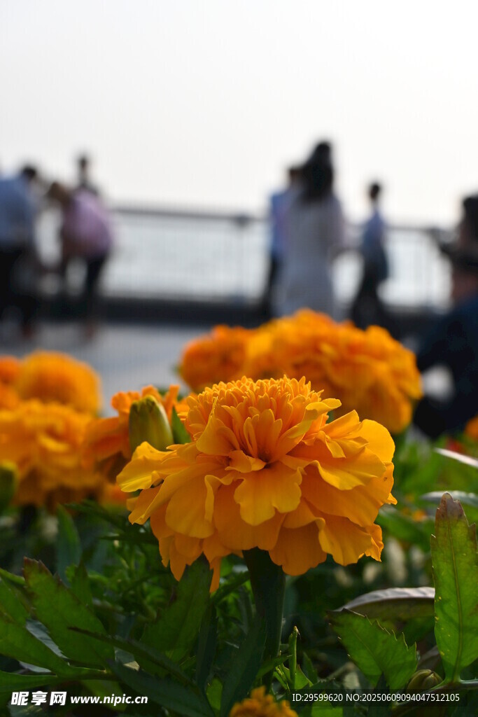 近景艳黄花朵与远景人群