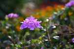 紫色小花绽放于绿植间