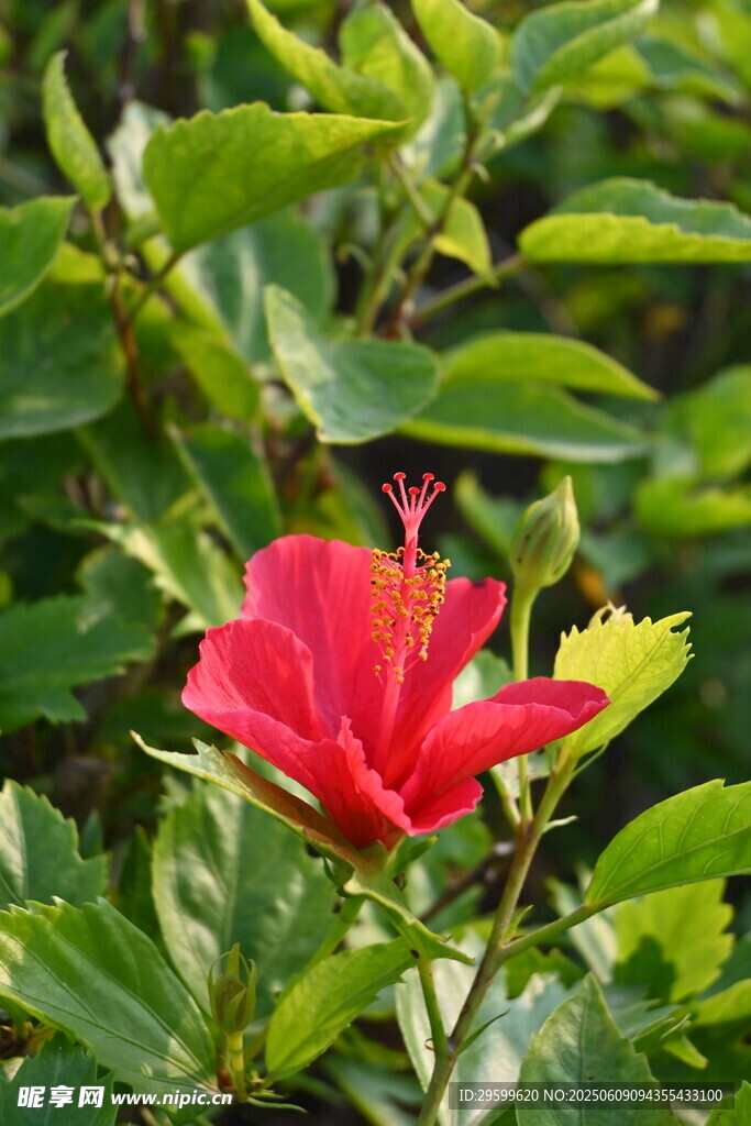 娇艳朱槿花 