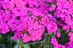 石竹花
