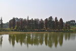 湖畔树林倒影宁静美景