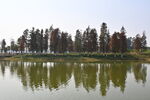 湖畔树木倒影宁静美景