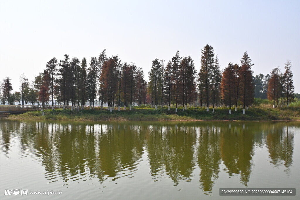 湖畔树木倒影宁静美景