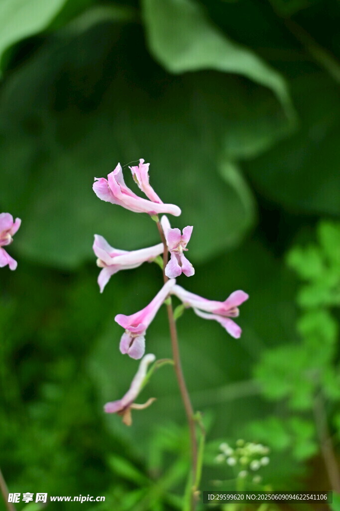 断肠草