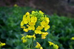 田野中的灿烂黄色油菜花