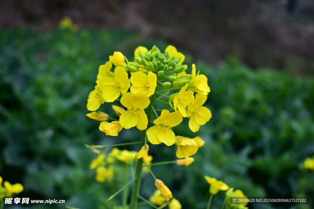 田野中的灿烂黄色油菜花
