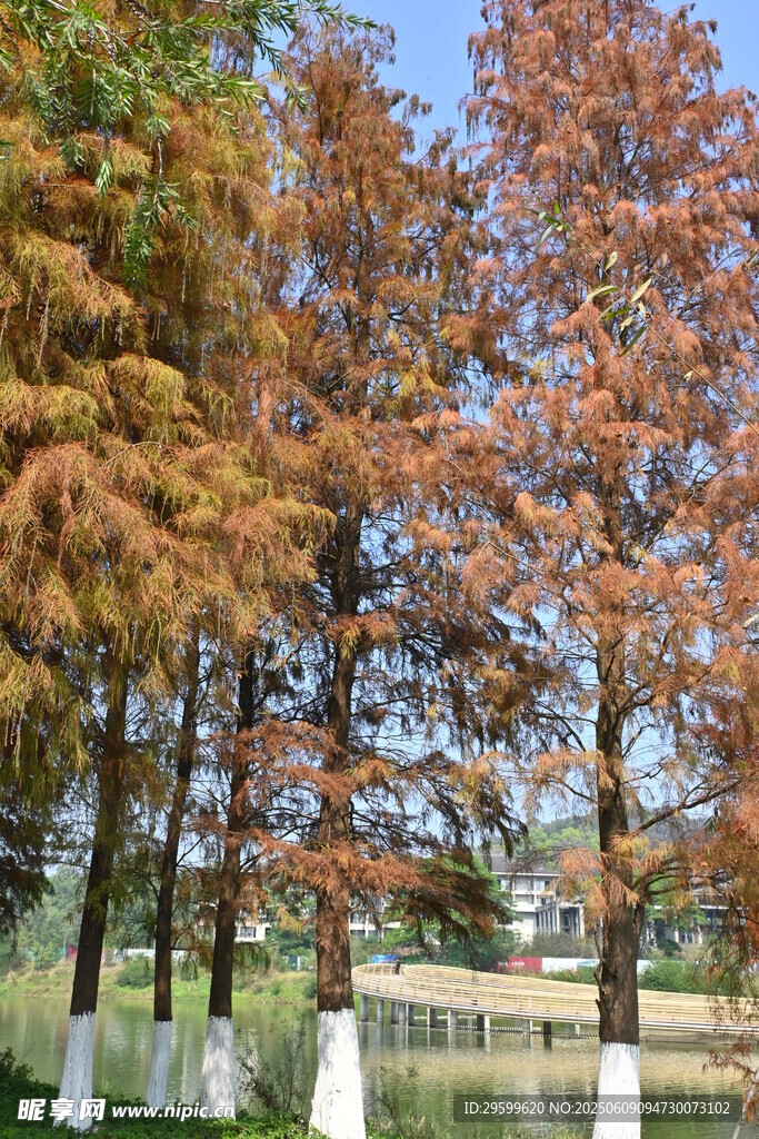 秋日湖畔彩叶树木景观