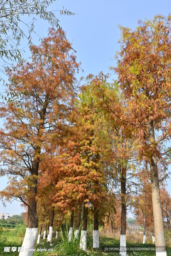 秋日彩林美景