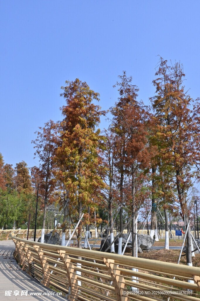 秋日公园木栈道旁多彩树木